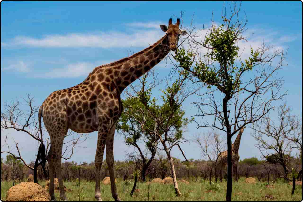 A tall giraffe standing gracefully on a vast grassland.